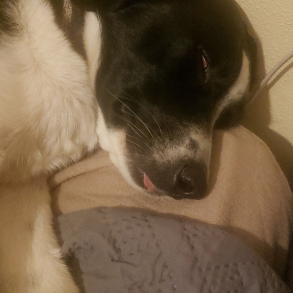 Meet your Posher, Amy - Picture 1 of 1